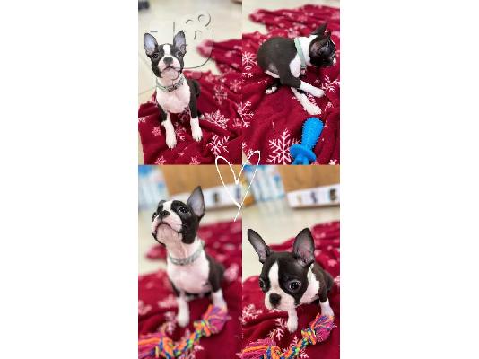 PoulaTo: Boston Terrier, premium κουτάβια